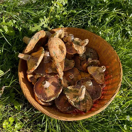 펜션 Immersa Nel *