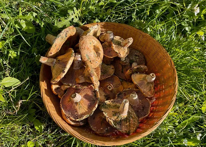 Hébergement de vacances Immersa Nel *